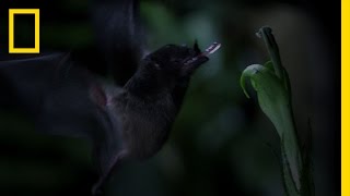 TubeLipped Nectar Bat  Untamed Americas [upl. by Kylynn]