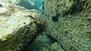 Nel mare di Albissola Marina Idroide piumato Pennaria disticha Feather hydroid [upl. by Ymereg]