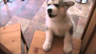 Cute howling Alaskan Malamute Puppy 8 weeks old [upl. by Lamok592]