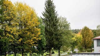 Auf der Suche nach dem schönsten Christbaum für den Frankfurter Weihnachtsmarkt [upl. by Gudren]