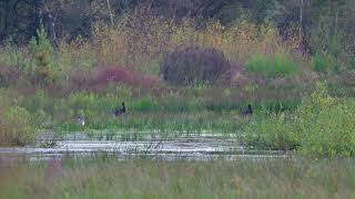 Zwarte Ooievaars foerageren  Landschotse Heide 2392024 [upl. by Lenssen780]