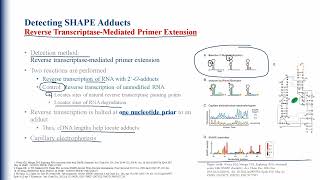 Selective 2 Hydroxyl Acylation Analyzed By Primer Extension SHAPE [upl. by Noryb]