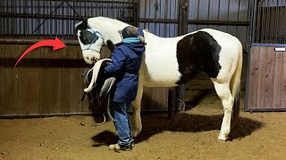 Overcoming Defensiveness Horse BITES When being Saddled [upl. by Corkhill]