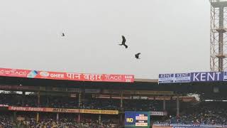 Black kites hunting at Chinnaswamy Stadium Bangalore [upl. by Fontes]