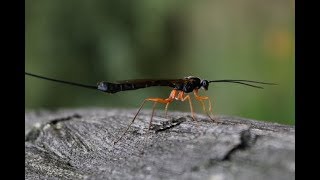 1 minuut natuur Houtsluipwesp  Giant ichneumon  la rhysse persuas  Die HolzwespenSchlupfwespe [upl. by Bracci35]