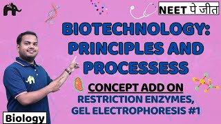 BiotechnologyPrinciples amp processes Class 12 Biology NEET  NCERT Chapter 9 Restriction Enzymes 1 [upl. by Doug476]