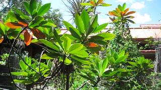 Gordonia lasianthus Loblolly Bay [upl. by Aihsoj]