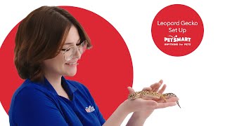 Setting Up Your Leopard Geckos Tank A Complete Guide [upl. by Peace]