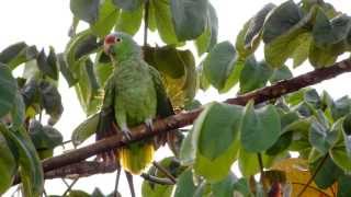 Redlored Parrot Amazona autumnalis [upl. by Agathy]