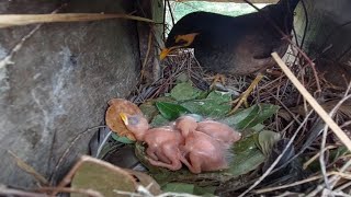 Common myna Birds Feed the baby in the nest well  3  Review Bird Nest [upl. by Jolene72]