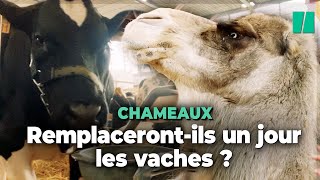 Au Salon de lagriculture les chameaux remplacerontils les vaches [upl. by Znarf]