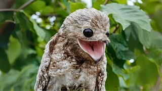 Great Potoo 👀 The Creepiest Bird on Earth [upl. by Townshend]