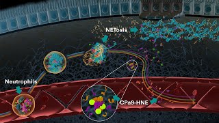 Neutrophils and Neutrophil Extracellular Traps NETs in IBD  Serum Calprotectin CPa9HNE Biomarker [upl. by Latrice981]