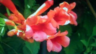 Campsis Radicans for sale [upl. by Vevine]