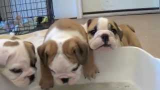 Baby English Bulldog Puppies [upl. by Idnas254]