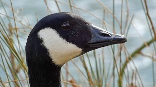 Canada Geese Honking  Defending Territories and Before and During Flight [upl. by Stonwin]