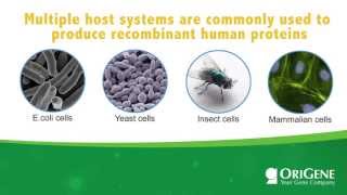 Educational Seminar Expression Hosts for Recombinant Proteins [upl. by Adeys]