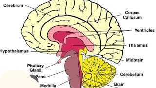 parts of brain  forebrain  midbrain  hind [upl. by Neelloj]