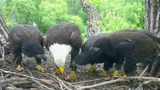 DECORAH EAGLES 🐣🐣🐣 OH NO SUPERMOMS QUICK REACTION ◕ EAGLETS AT NINE WEEKS ◕ AWESOME JOB MOM [upl. by Lambard466]