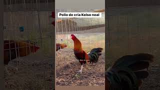 Kelso neal pollo de cría gallofino gallos kelsogamefowl [upl. by Behrens]