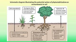 Phytostabilization Part I [upl. by Nahrut]