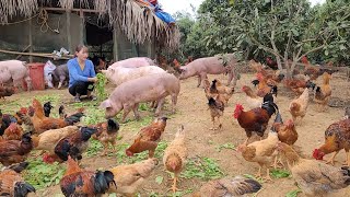 The captive pigs are set free Care for pigs and chickens Farm life Episode 135 [upl. by Maynard]