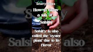 How to grow a ton of Salsify Shoots [upl. by Annaiviv]