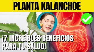 7 BENEFICIOS del KALANCHOE para la SALUD [upl. by Naryb]