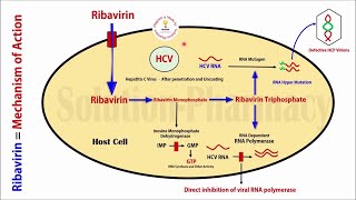 Topic 48 Antiviral Drugs  Ribavirin Anti Hepatitis C Virus Drug  Mechanism of Action  Antiviral [upl. by Adneral]