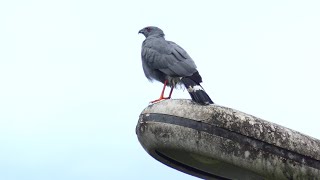 Crane Hawk Geranospiza caerulescens caerulescens French Guiana [upl. by Livingston]