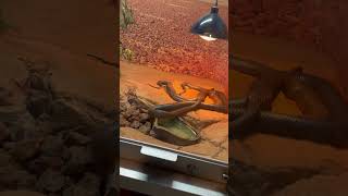 Inland Taipan snake in australia Prathams recent visit in zoo [upl. by Eenhat]