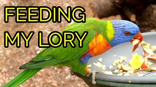 WHAT DO I FEED MY LORIKEET  Feed My Pet Friday [upl. by Aninaj]