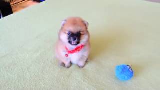 Male Pomeranian Puppy for Sale [upl. by Rossing]