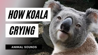 The Animal Sounds Koala Crying Sound  Sound Effect  Animation [upl. by Gower]