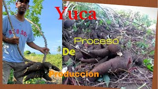 Yuca Proceso de cosecha [upl. by Marquardt]