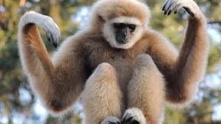 Gibbon Shake [upl. by Nymsaj]