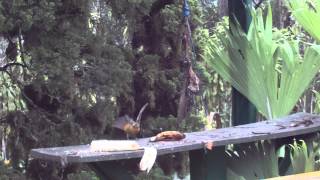 Neotropical birds at feeding station Las Cruces [upl. by Arotal]