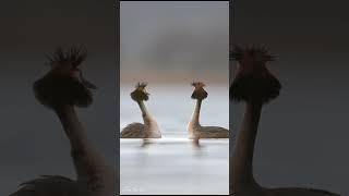 A couple of Crested grebes in the start of the courtship ceremony birds courtship wildlife [upl. by Jacinda637]