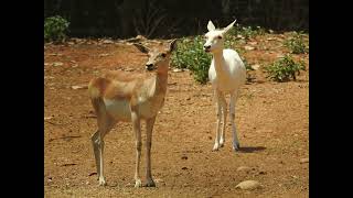 Leucism is a genetic condition that causes a partial loss of pigmentation in animals [upl. by Geller]