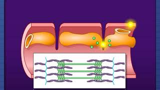 Action potential and muscle contractionMcGraw Hill [upl. by Jak642]