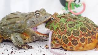 Pacman vs African bull Frogs scramble for living mice 【WARNING LIVE FEEDING】 [upl. by Lecram206]