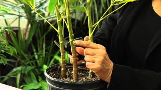 How to Prune a Schefflera Plant  Gardening amp Plant Care [upl. by Ahtnicaj425]