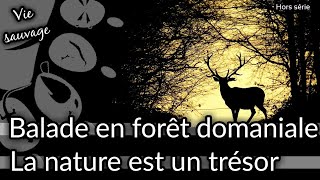 Vie sauvage Balade en forêt domaniale la nature est un trésor [upl. by Anaes]