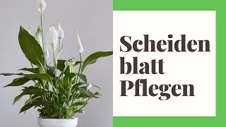 Scheidenblatt Pflegen  So gehts [upl. by Akerdnuhs]