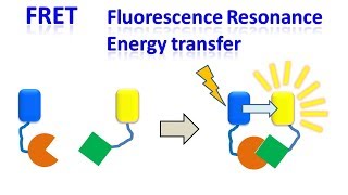 FRET  Fluorescence resonance energy transfer [upl. by Erline]