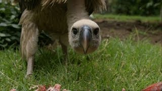 Feeding a Vulture  Vultures Beauty in the Beast  Natural World  BBC Two [upl. by Adliw499]