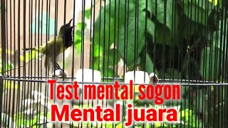 TERBUKTI AMPUH  TEST MENTAL SOGOK ONTONG NGALAS NEMBAK NGELEPER [upl. by Okkin]