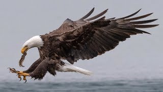 Insane Bald Eagle Bird In Flight FIGHTING Photography with Nikon D850 amp 500MM F4 [upl. by Redna]