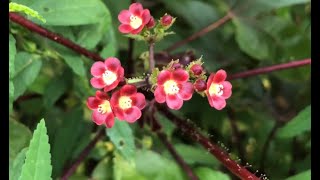 TUATUA FRUITS amp FLOWERS  Bellyache Bush By Dr Purna Sreeramaneni drpurnasreeramaneni [upl. by Jessa]