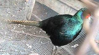 Melanistic pheasant [upl. by Vaden]